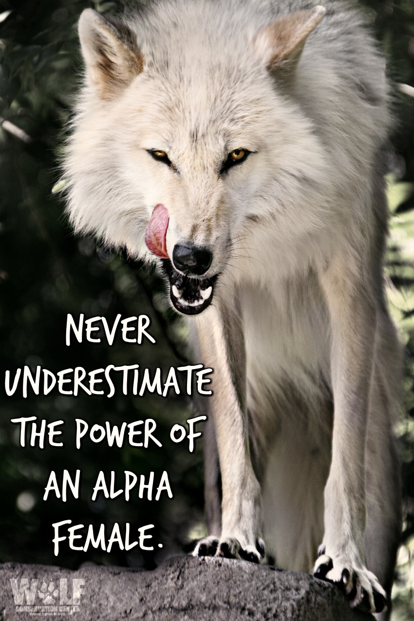 47 Best Alpha Wolf Quotes