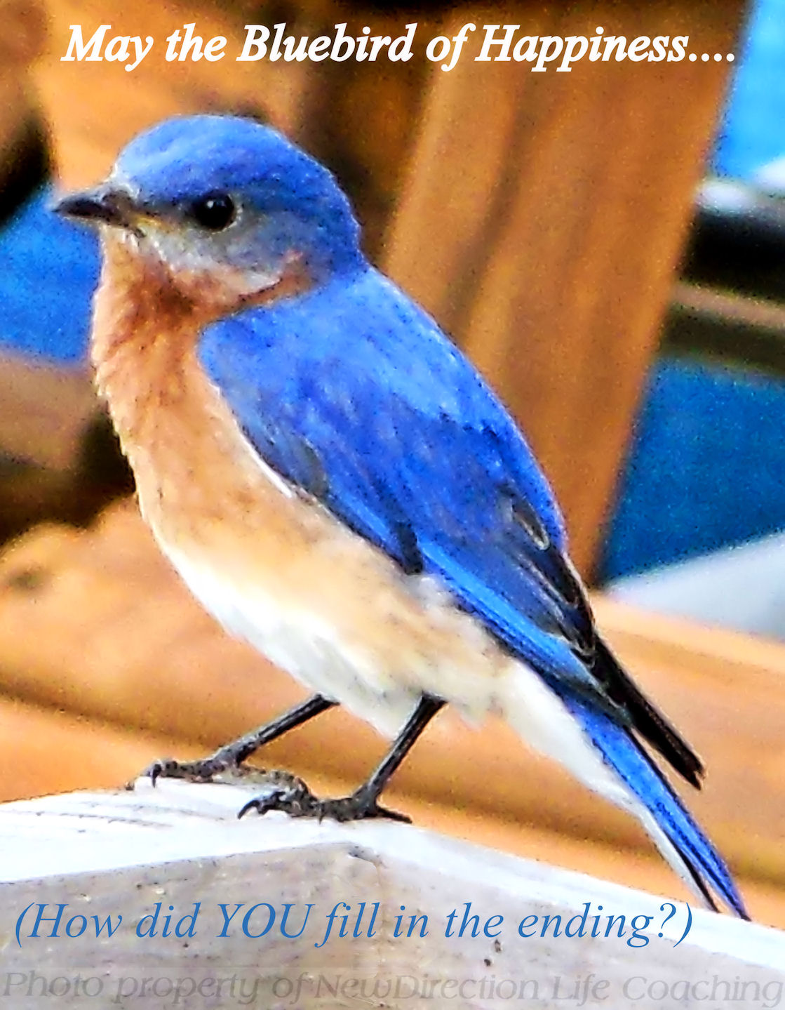 43 Best Bluebird Quotes
