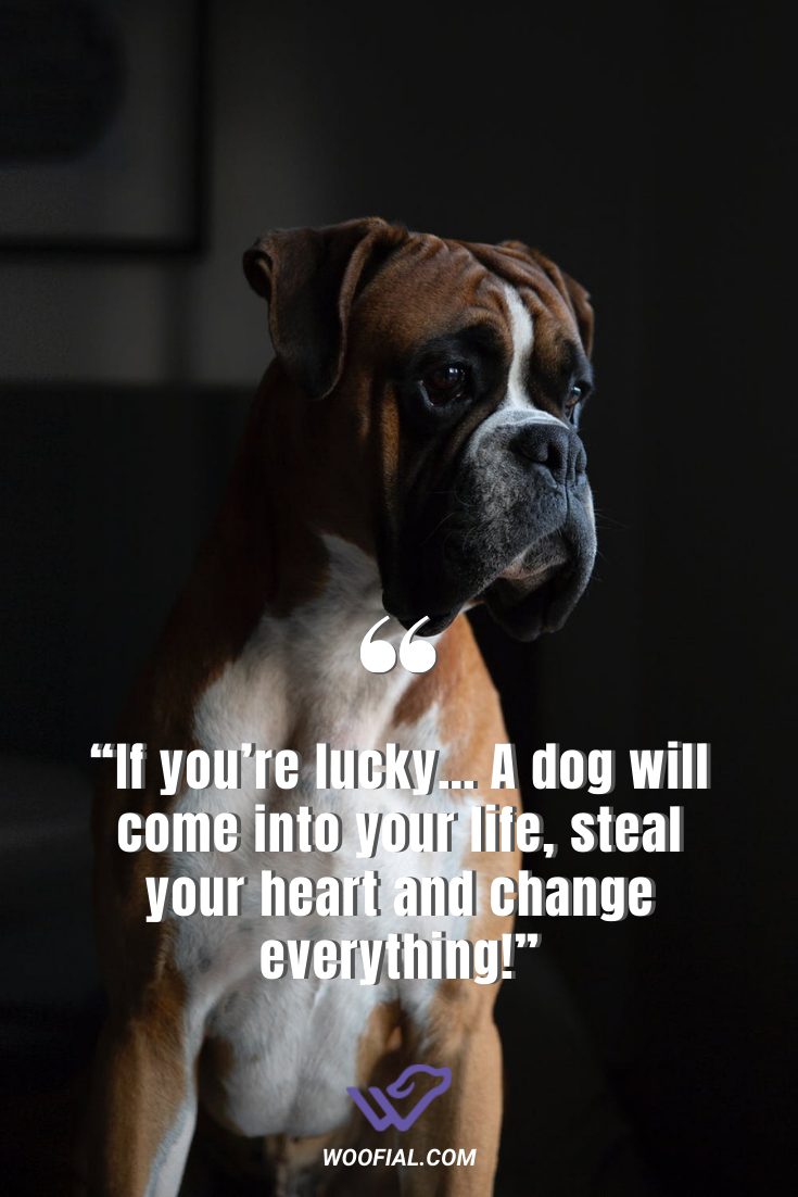 49 Best Boxer Dog Quotes