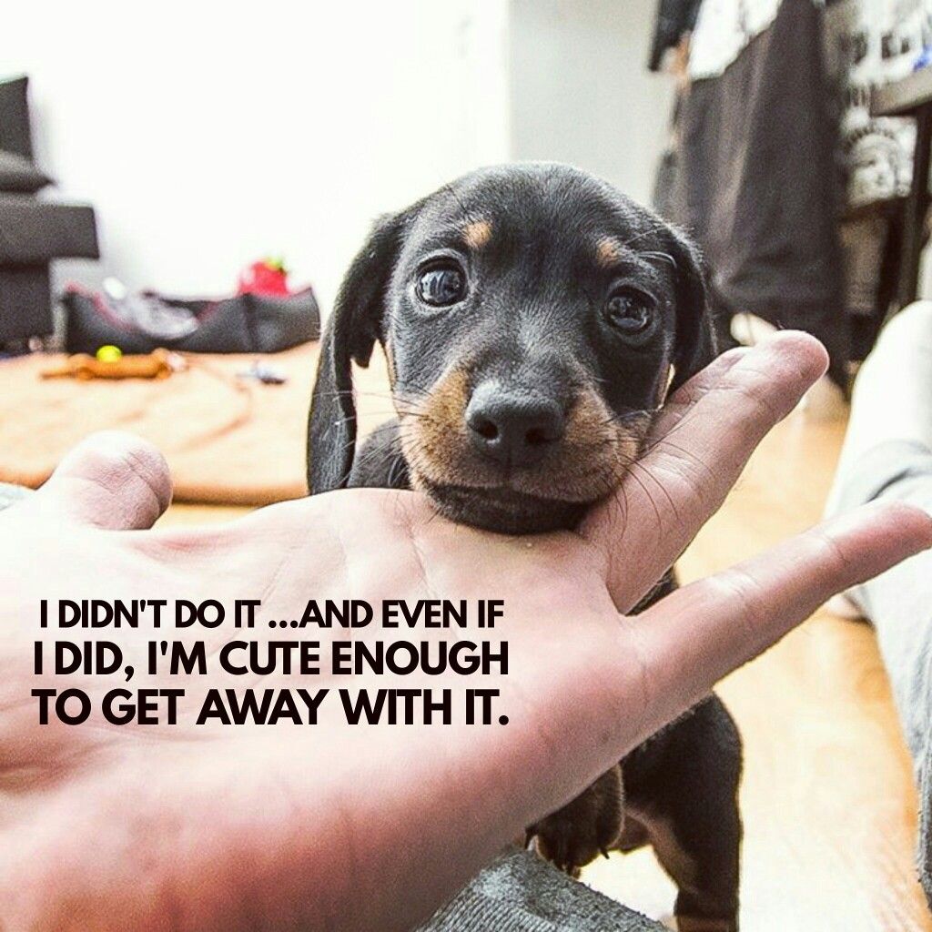 47 Best Dachshund Quotes